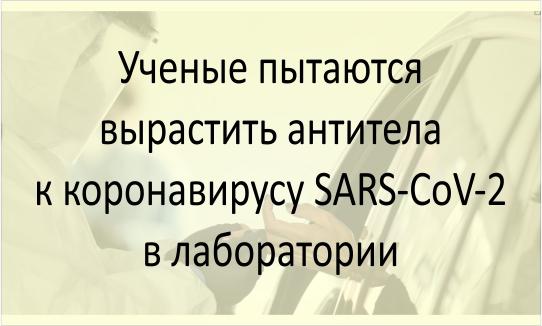 Вырастить антитела к коронавирусу